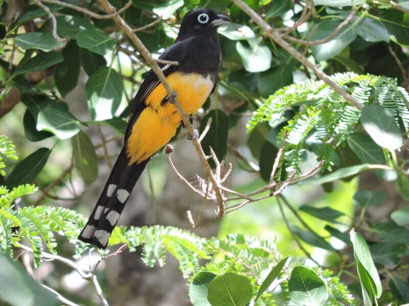 Cancún: Guided Birdwatching Hike - The Bird Species and the Environment