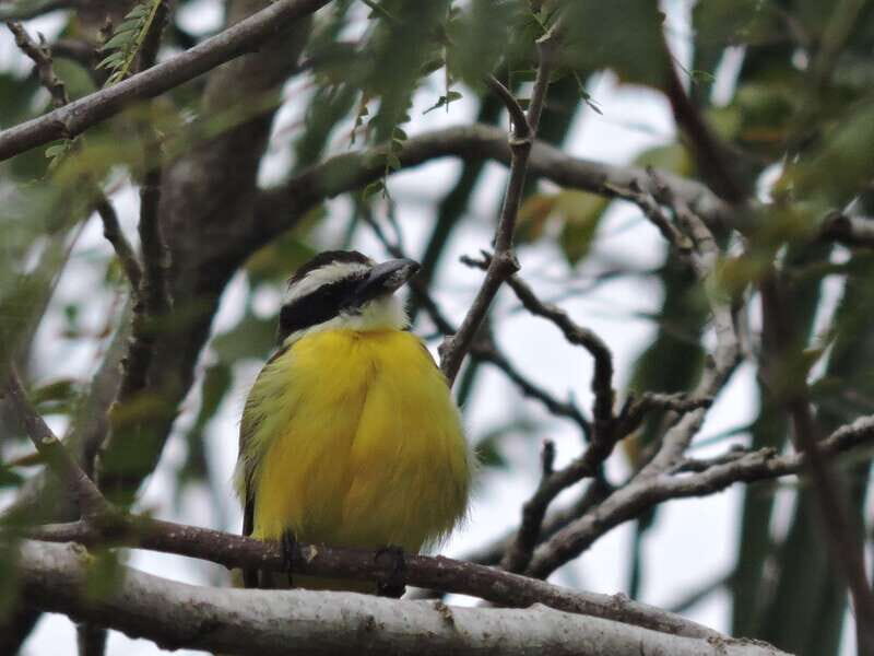 Cancún: Guided Birdwatching Hike - Practical Details and Value