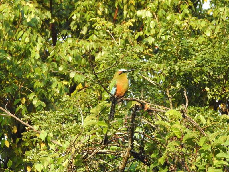 Cancún: Guided Birdwatching Hike - Authentic and Enjoyable Experience