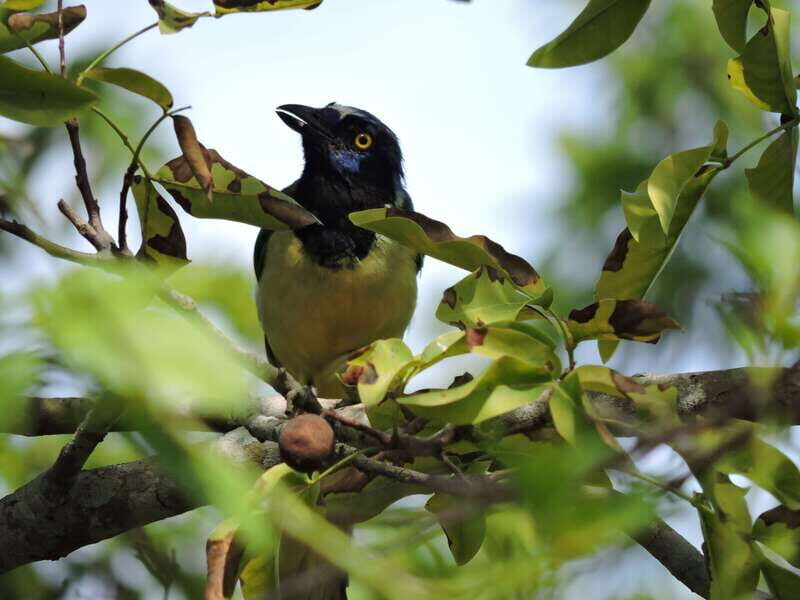 Cancún: Guided Birdwatching Hike - Who Should Consider This Tour?