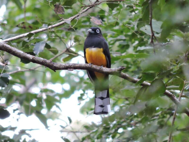Cancún: Guided Birdwatching Hike - FAQs