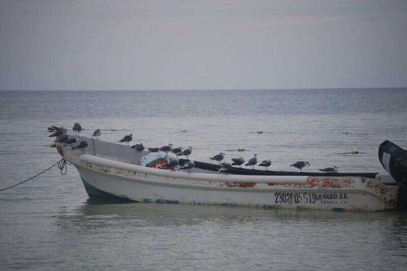 Cancun: Holbox Island Birdwatching and Wildlife Adventure - The Seaside Lunch Experience