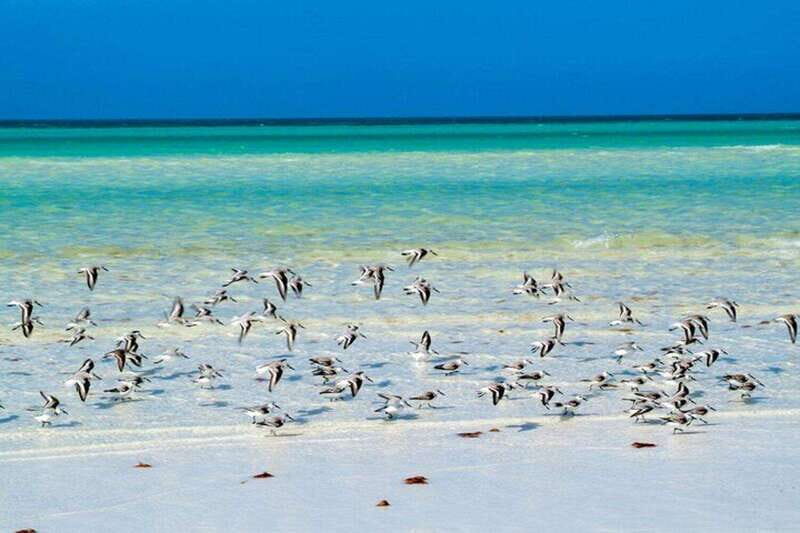 Cancun: Holbox plus Island, Punta Mosquito Trip with Lunch - A Detailed Look at the Tour Experience