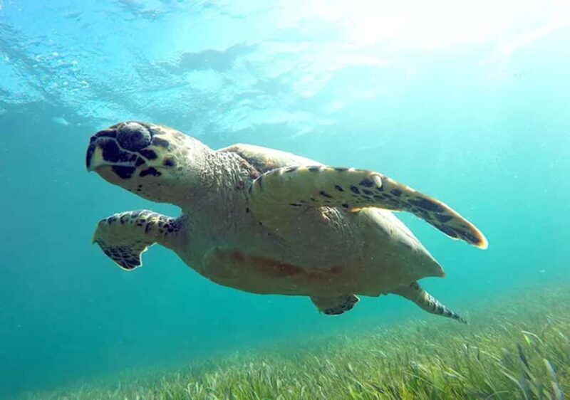 Cancun: Jungle Speedboat & Snorkeling Adventure - Key Points