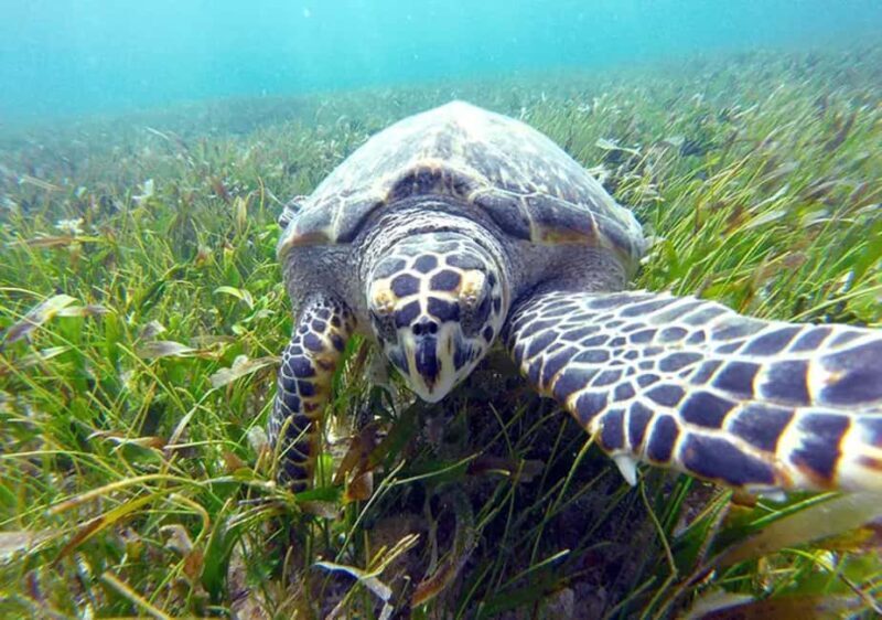 Cancun: Jungle Speedboat & Snorkeling Adventure - FAQ
