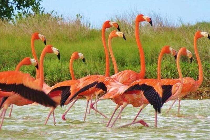 Cancun: Las Coloradas and Río Lagartos Private Tour - Evaluating Value: Price vs. Experience
