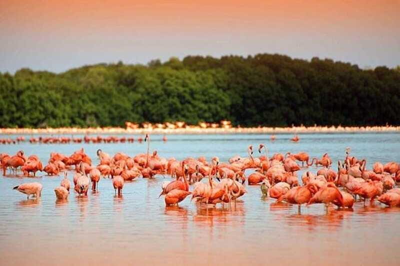 Cancun: Las Coloradas and Río Lagartos Private Tour - The Sum Up