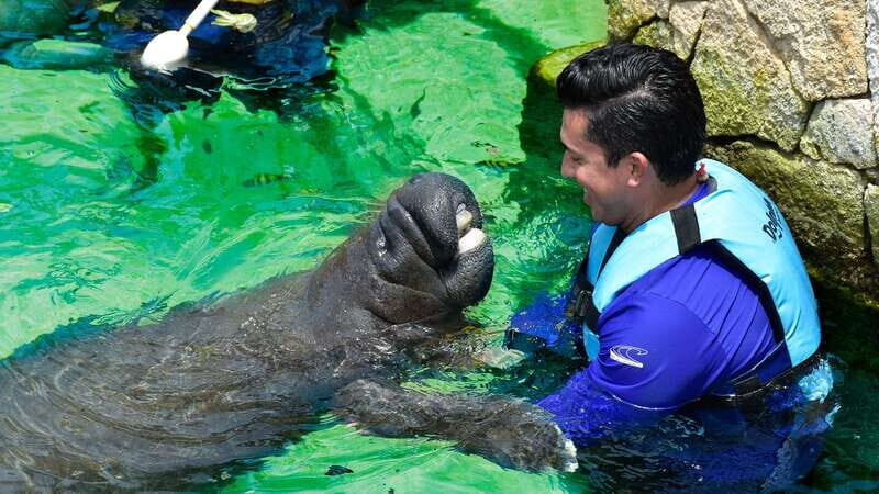 Cancún: Manatee Encounter on Isla Mujeres with Buffet Lunch - Discovering the Isla Mujeres Manatee Encounter