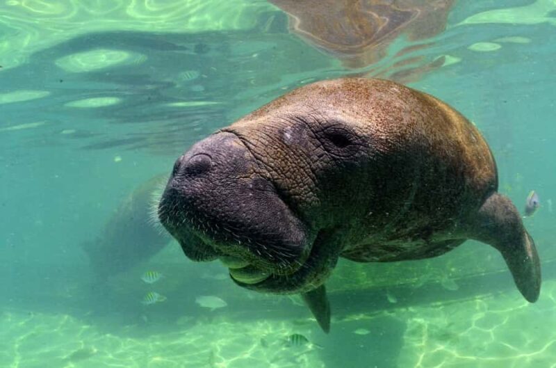 Cancun: Manatee Swimming on Isla Mujeres with Buffet Lunch - Authentic Experiences and Real Traveler Insights