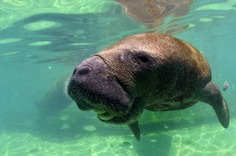 Cancun: Manatee Swimming on Isla Mujeres with Buffet Lunch - FAQs