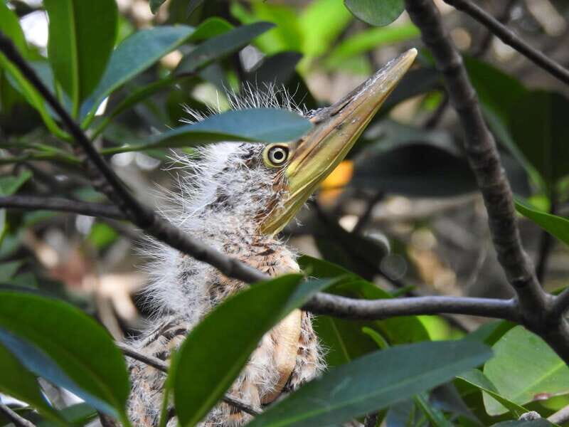 Cancún: Morning or Sunset Kayak Adventure in Nichupte Lagoon - Final Thoughts: Is it Worth It?