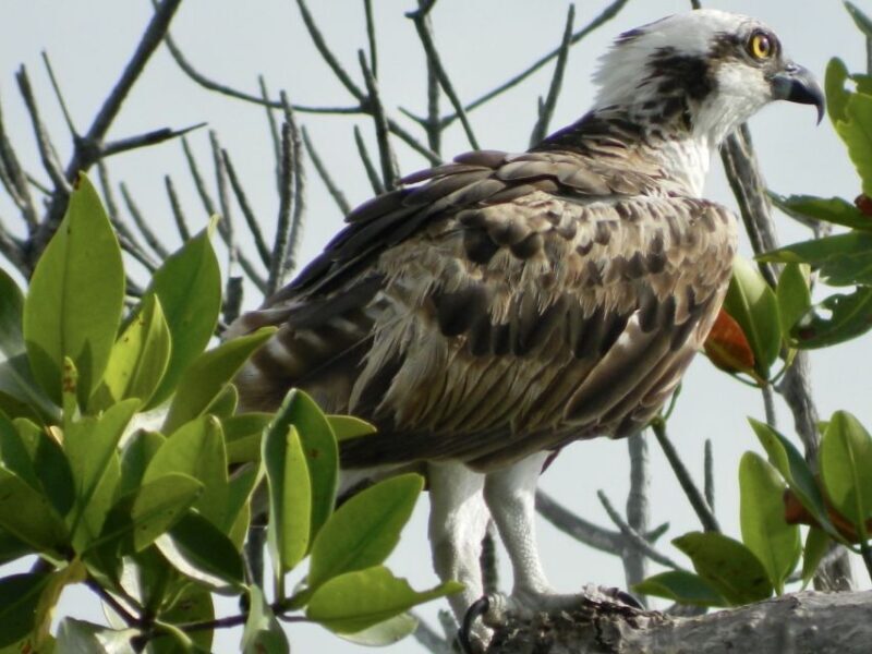 Cancún: Morning or Sunset Kayak Adventure in Nichupte Lagoon - FAQ