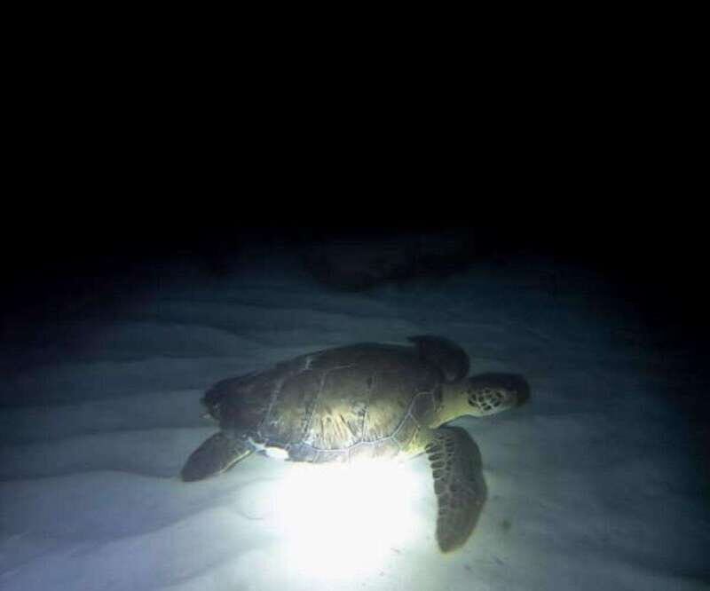 Cancun: Night Dive for Certified Divers - Key Points