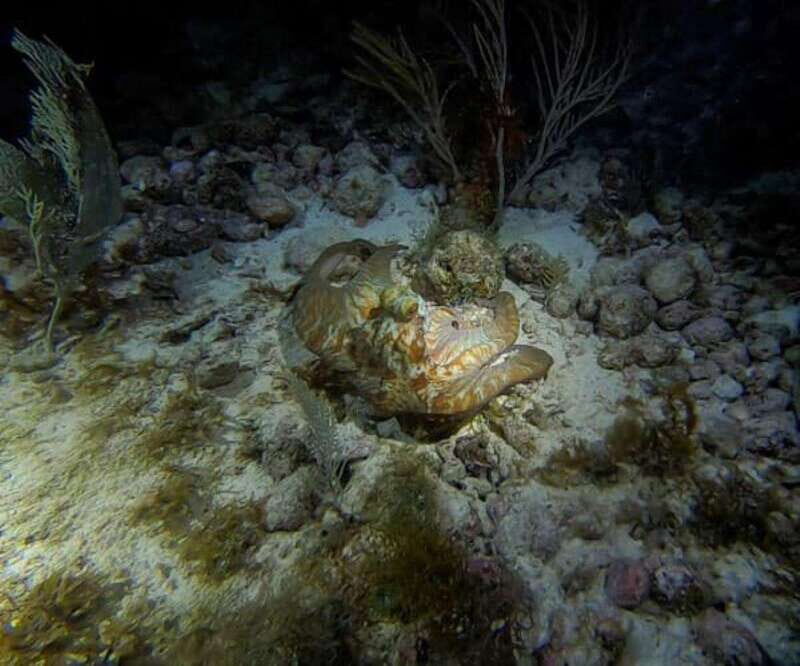 Cancun: Night Dive for Certified Divers - An In-Depth Look at the Cancun Night Dive Experience