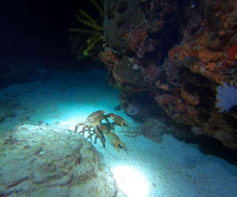 Cancun: Night Dive for Certified Divers - The Sum Up: Who Will Love This Experience?