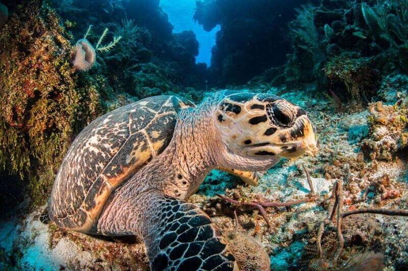 Cancun: Parrotfish Adventure Package - Who Should Consider This Tour?