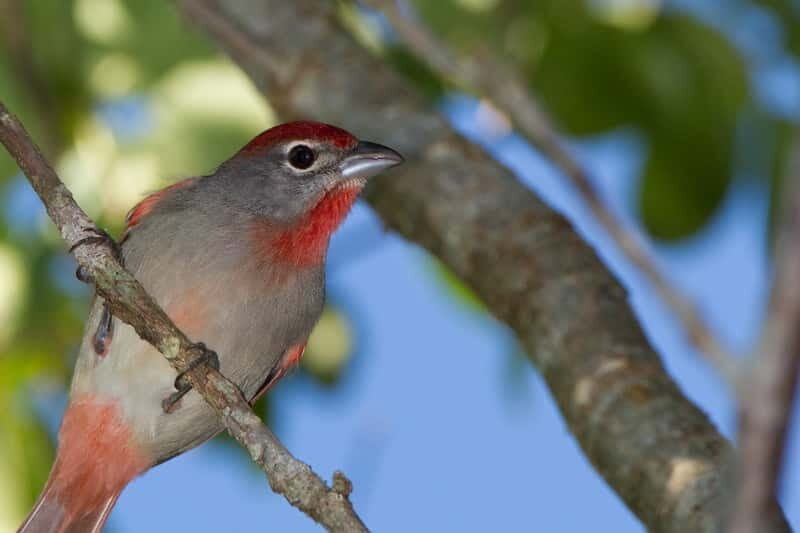 Cancun: Private Birdwatching Tour - Who Should Consider This Tour?