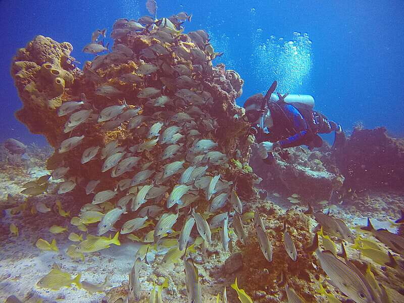 Cancun: Scuba Diving for Certified Divers, 3 options to dive - FAQ