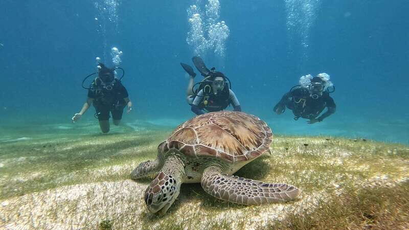 Cancun: Scuba Diving in Puerto Morelos for Beginners 2 Dives - Cancun: Scuba Diving in Puerto Morelos for Beginners 2 Dives — A Deep Dive into the Undersea Wonders