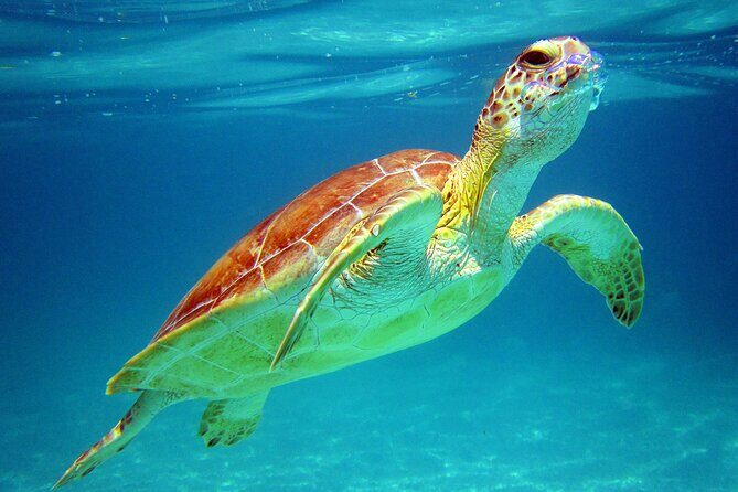 Cancun: Sea turtles and Cenote Tour With Pick Up from your Hotel - Discover the Natural Wonders of Cancun with the Sea Turtles and Cenote Tour
