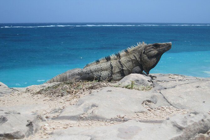 Cancun Shopping Tour with Cancun Viewpoint and Puerto Cancun Mall - Key Points