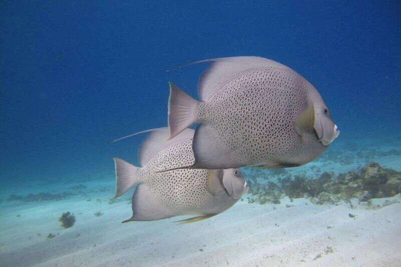 Cancun: Snorkeling at Underwater Museum & Manchones Reef - In-Depth Review: What to Expect from This Cancun Snorkeling Adventure