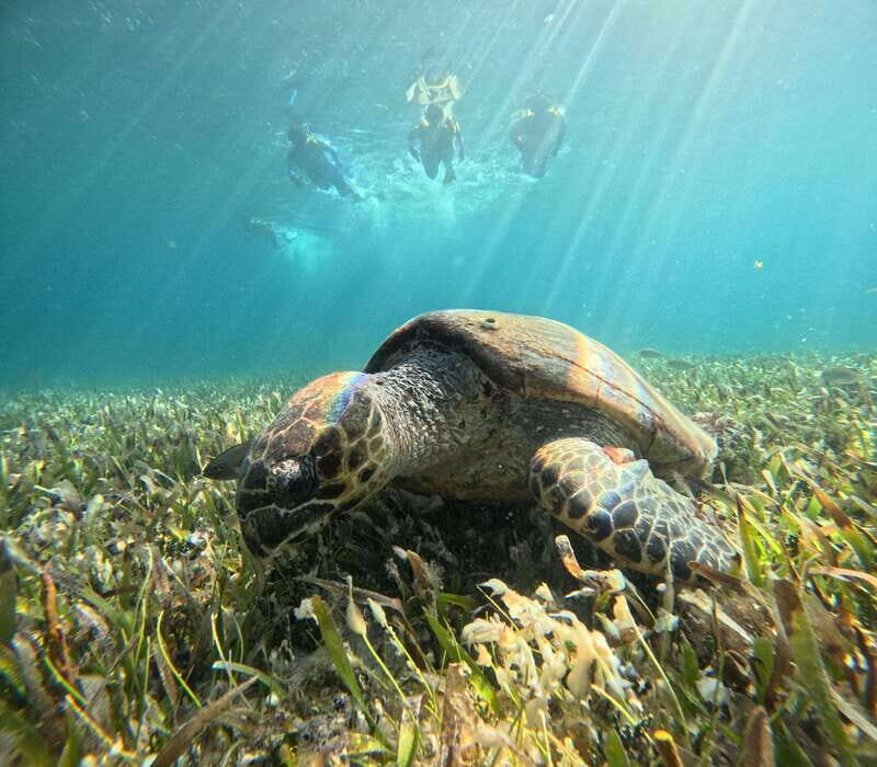 Cancun: Snorkeling Boat Tour with Gear - Authenticity and Reviews