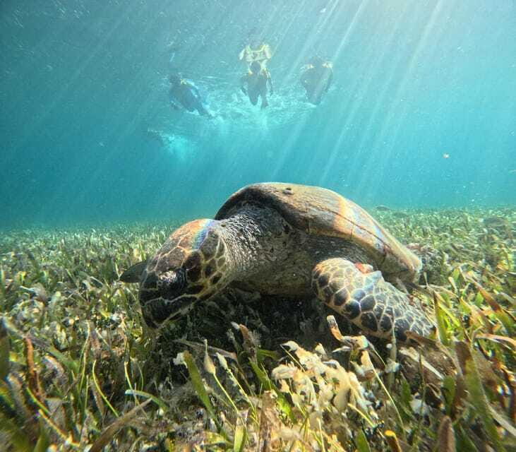 Cancun: Snorkeling Boat Tour with Gear - Final Thoughts