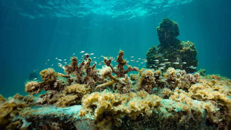 Cancun: Snorkeling Tour at MUSA The Underwater Museum - FAQ