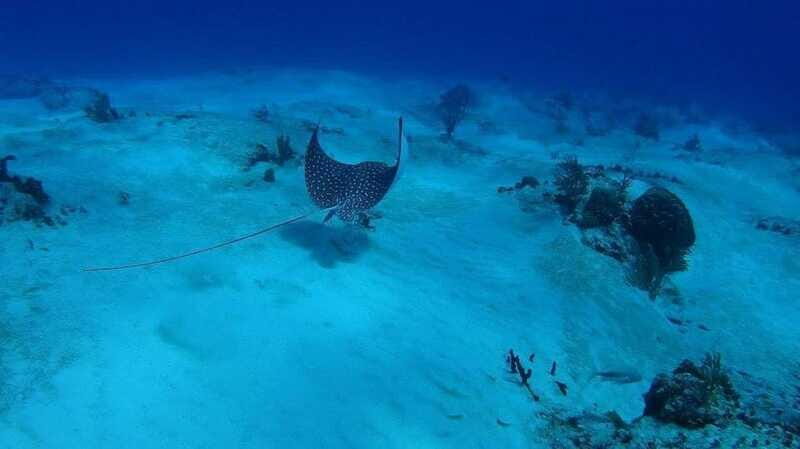 Cancun: Snorkeling Tour with Hotel Pickup - What’s Included and What’s Not