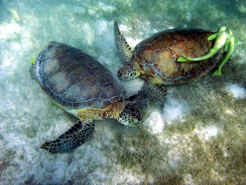 Cancun: Snorkeling tour with Sea Turtles & Cenote, half day. - Key Points