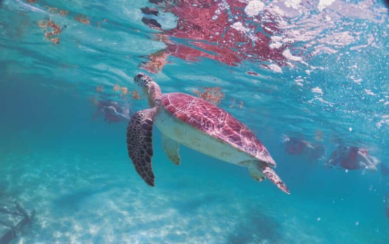 Cancun: Snorkeling tour with Sea Turtles & Cenote, half day. - Who Should Book This Tour?