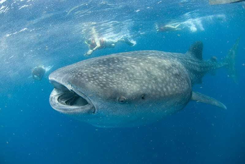 Cancún: Swim with Whale Sharks - A Detailed Exploration: What to Expect from This Whale Shark Tour
