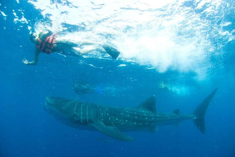 Cancún: Swim with Whale Sharks - Why This Tour Is Worth Considering