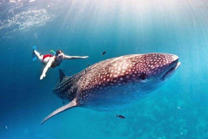Cancun: Swim with Whale Sharks - A Deep Dive into the Experience