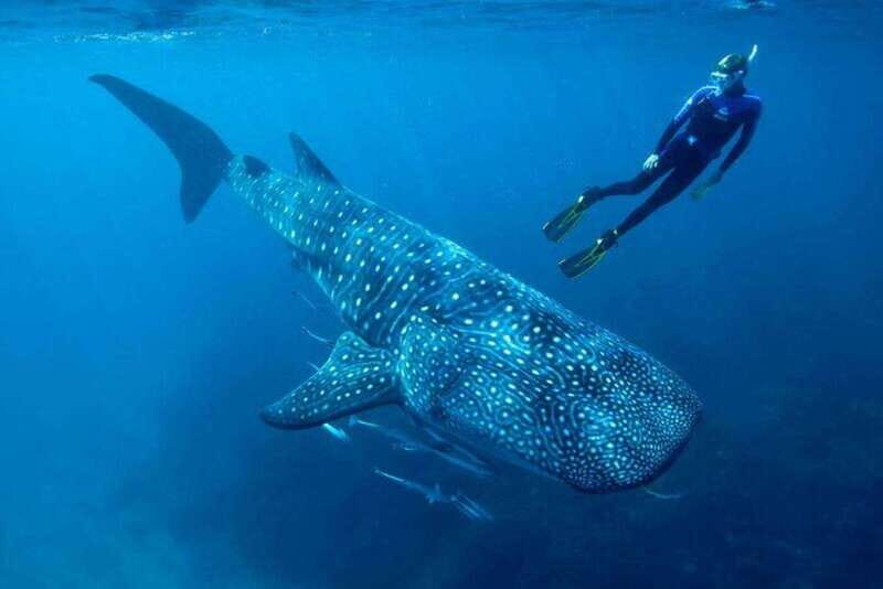 Cancun: Swim with Whale Sharks - Who Will Love This Tour?