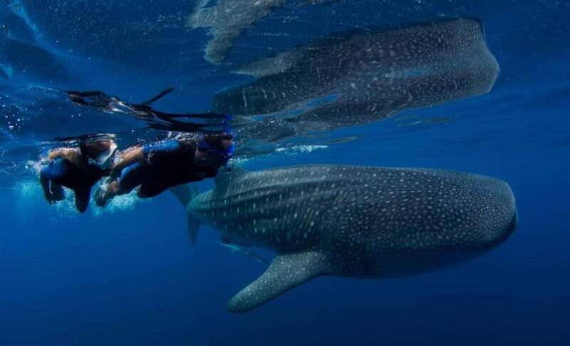 Cancun: Swim with Whale Sharks - Final Thoughts