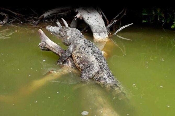 Cancun tour Las Coloradas Pink Lagoon + Rio Lagartos Tour - FAQ