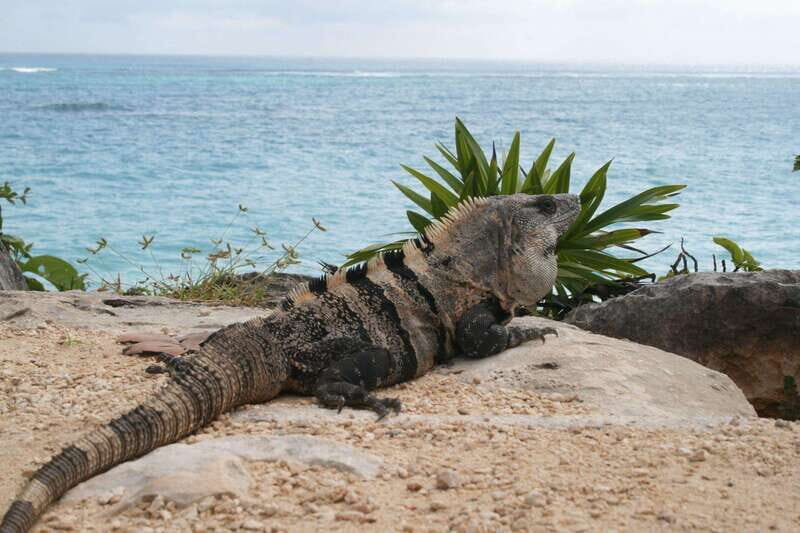 Cancun: Tulum, Coba and Cenote Archaeology and Nature Tour - A Detailed Look at the Cancun: Tulum, Coba, and Cenote Tour