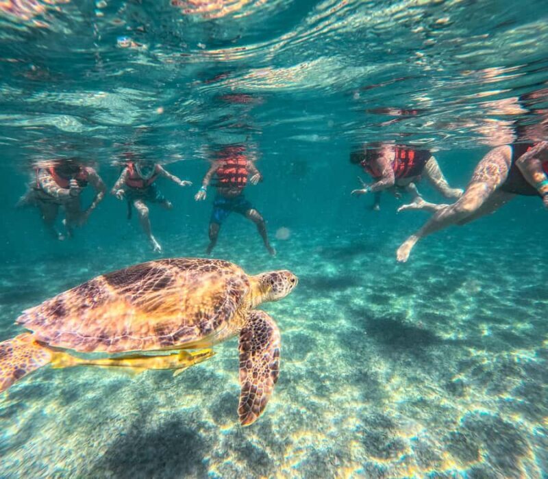 Cancun: Tulum Ruins, Akumal Turtles, Cenote & Caves Tour - Return Journey and Drop-off