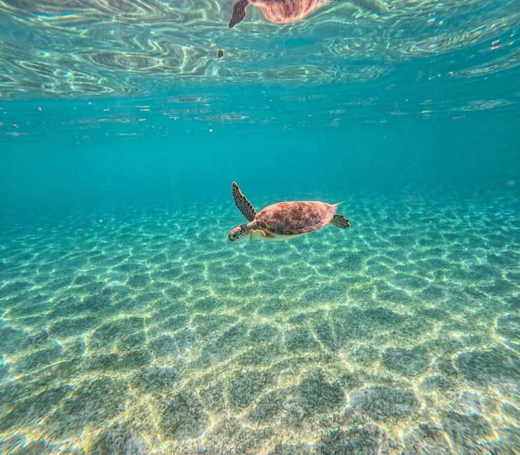 Cancun: Tulum Ruins, Akumal Turtles, Cenote & Caves Tour - What Makes This Tour Stand Out?