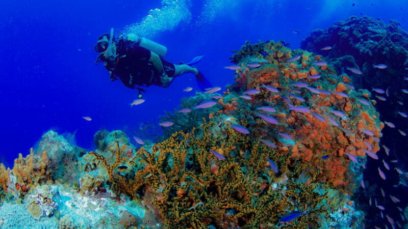 Cancún: Underwater Museum & Reef for Certified Scuba Divers - Frequently Asked Questions