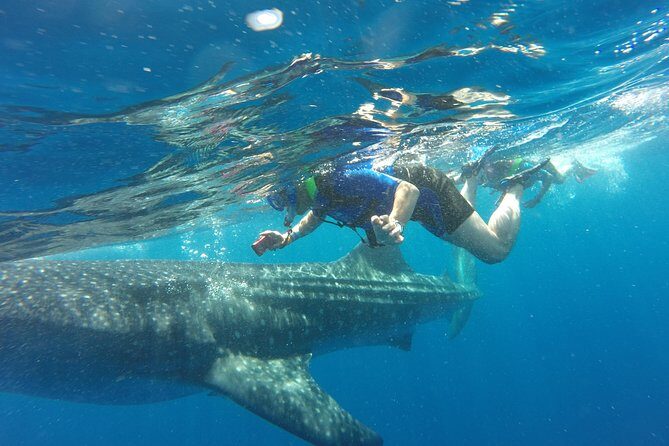 Cancun Whale Shark Encounter - An Authentic Marine Encounter with Whale Sharks