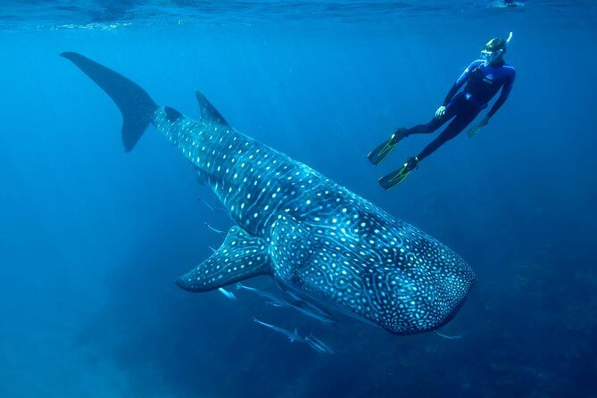 Cancun Whale Shark Encounter - What to Expect During the Tour