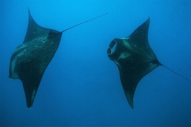 Cancun Whale Shark Encounter - Frequently Asked Questions