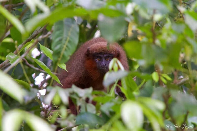 CANDAMO MAMMALS EXCURSION (5 DAYS 4 NIGHTS) - A Detailed Look at the Candamo Mammals Excursion