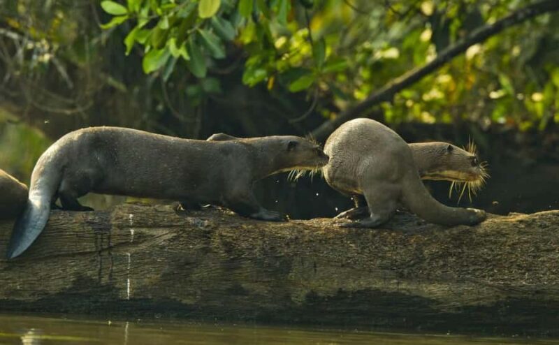 CANDAMO MAMMALS EXCURSION (5 DAYS 4 NIGHTS) - FAQs