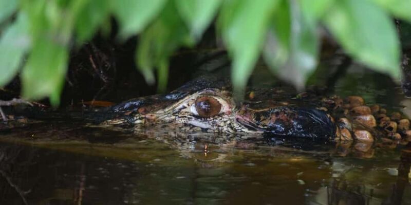 CANDAMO MAMMALS EXCURSION 5D/4N - Key Points