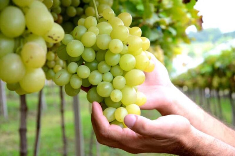 Canela/Gramado: South Wineries, Wine Train, & Italian Park - Summary