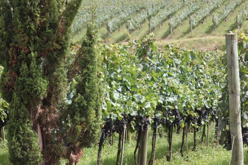 Canela/Gramado: South Wineries, Wine Train, & Italian Park - Frequently Asked Questions